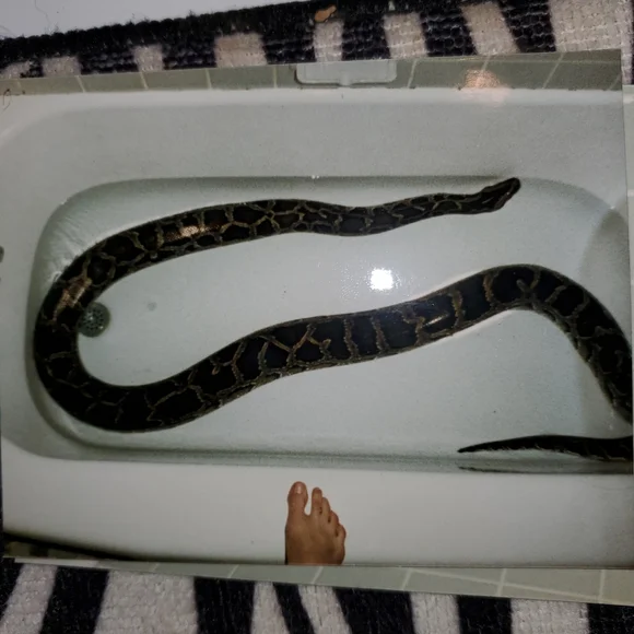 🤎🖤For Snake Lovers! 🐍🖤🤎